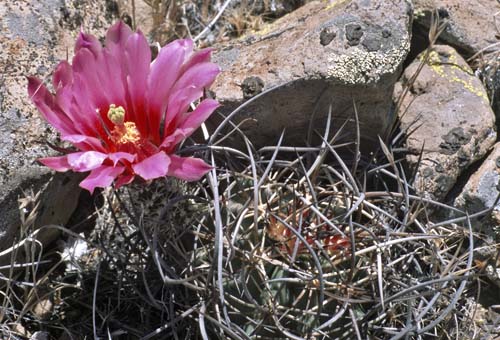 lindsayi Ri naheCatavina BC 069