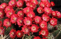 2018 coccineus Albuquerque Bernalillo Co NM 002657 IMG_8514 235x150