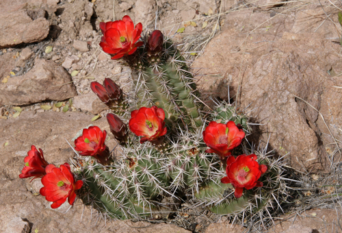 IMG_4173-EB-dfm2245-arizonicus-Devils-Canyon-Pinal-Co-AZ