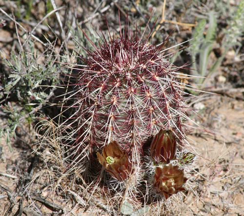 chloranthus-dfm0997-Franklin-Mts-TX-IMG_2934