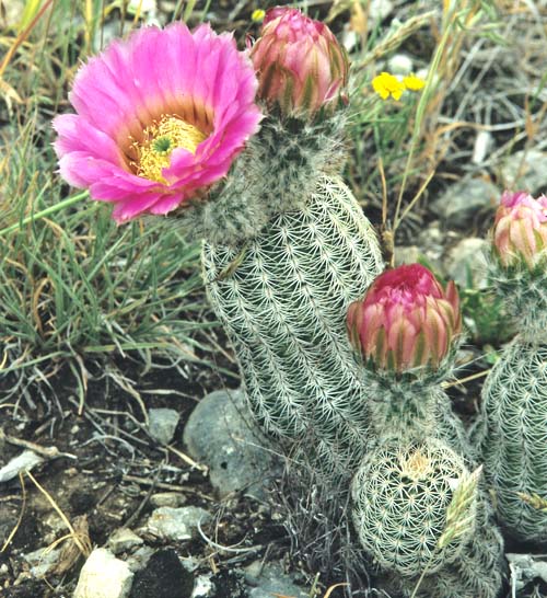 comanchensis-dfm0452-nordl-Wichita-Mts-Caddo-Co-OKL-20040194-x-