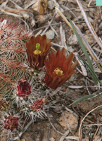 viridiflorus Sonderausgabe 2012_Seite_227