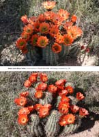 HP Echinocereus Online 2013 01_Seite_19