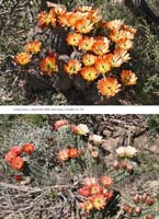 HP Echinocereus Online 2013 01_Seite_22