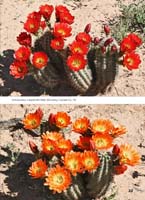 HP Echinocereus Online 2013 01_Seite_23