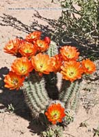 HP Echinocereus Online 2013 01_Seite_25