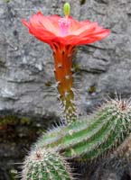 HP Echinocereus Online 2013 04_Seite_10