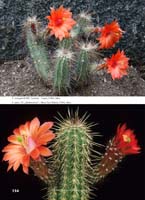 HP Echinocereus Online 2013 04_Seite_14