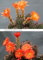 HP Echinocereus Online 2013 04_Seite_17