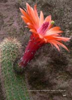 HP Echinocereus Online 2013 04_Seite_25