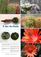 HP Echinocereus Online 2013 04_Seite_33